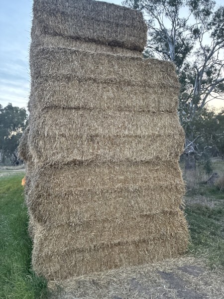 Barley Straw