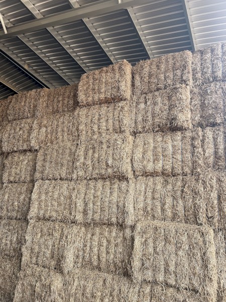 2022 Season Vetch Hay (Shedded)