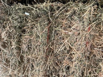 200mt Lucerne Hay 8x4x3 Bales