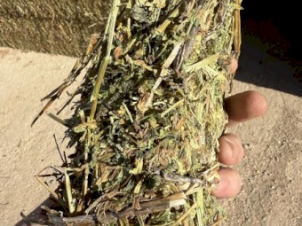 250mt Vetch Hay 780kg 8x4x3 Bales
