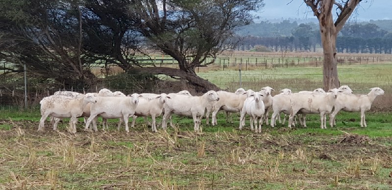 Australian White Ewes