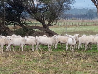 Australian White Ewes