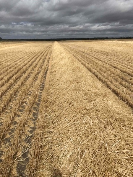 Barley Straw 8x4x3 Bales + Freight