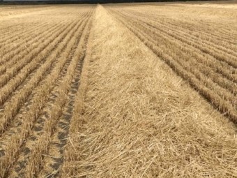 Barley Straw 8x4x3 Bales + Freight