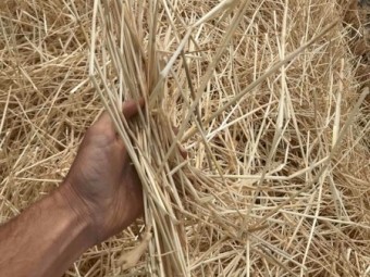 Barley Straw 8x4x3 Bales + Freight