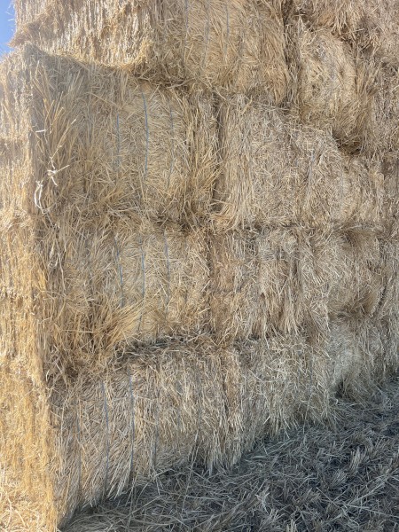 Barley Stripper Straw