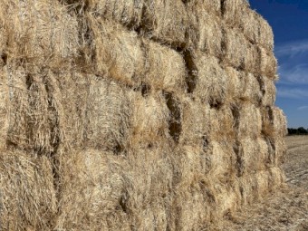 Barley Stripper Straw