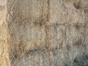 Barley Stripper Straw