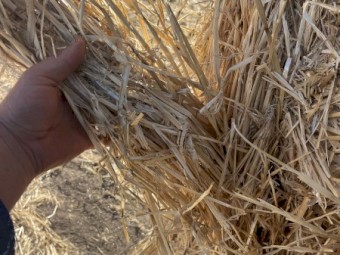 Barley Stripper Straw