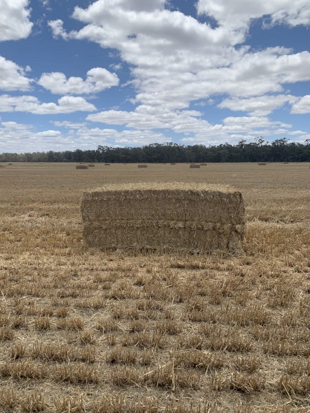 Barley Straw Header Trailings