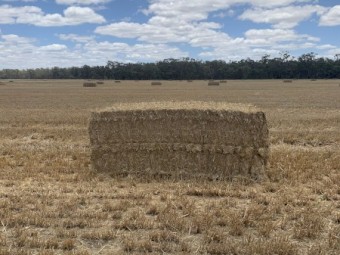 Barley Straw Header Trailings