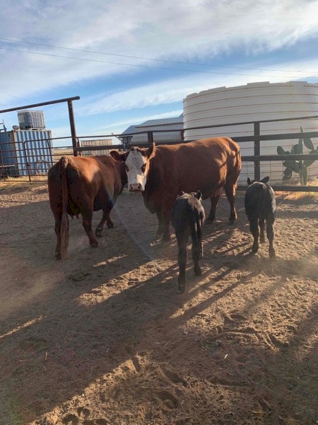 Red Angus x Cows