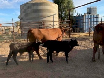 Red Angus x Cows