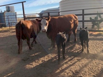 Red Angus x Cows