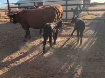 Red Angus x Cows