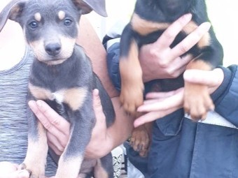 Kelpie pups