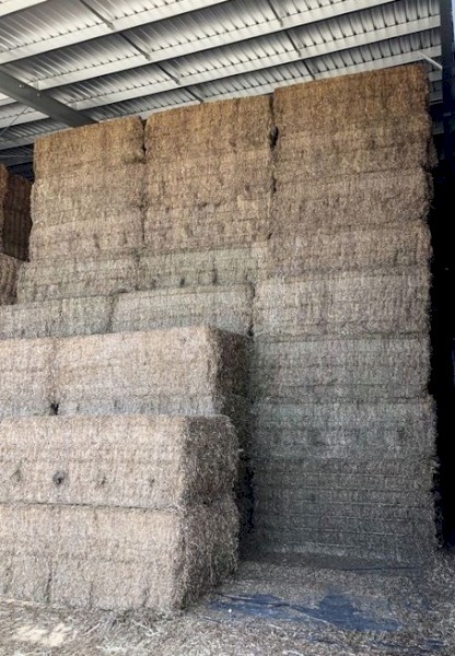 Vetch Hay 8x4x3 Bales