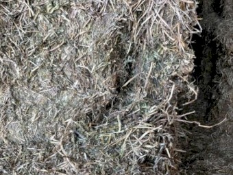 Vetch Hay 8x4x3 Bales