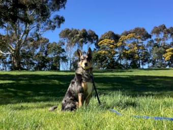 Koolie Border Collie Pups