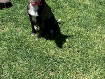 Koolie Border Collie Pups