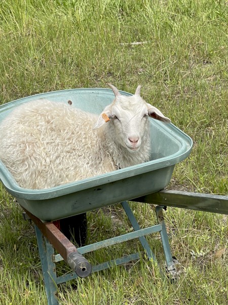 Angora goat’s for sale