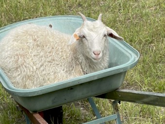 Angora goat’s for sale