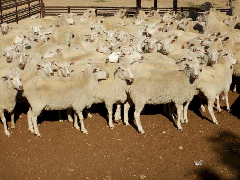 580  1st Cross Ewes  -   Scanned in Lamb at 140%