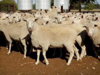 580  1st Cross Ewes  -   Scanned in Lamb at 140%