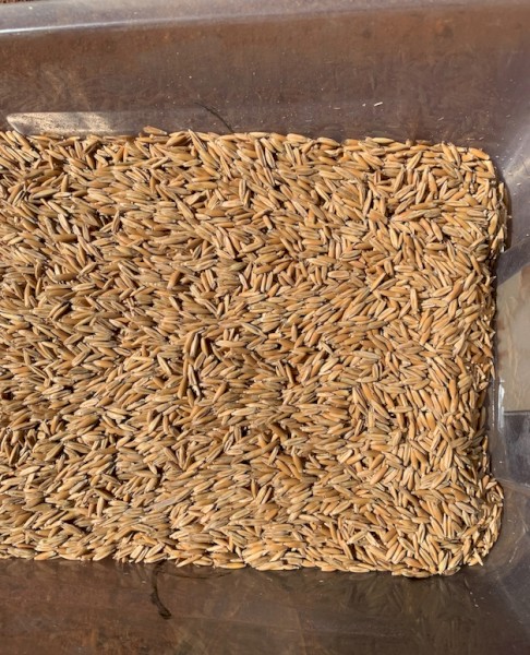 Brusher Oat Seed (Cleaned)