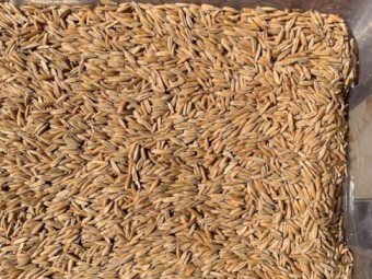 Brusher Oat Seed (Cleaned)
