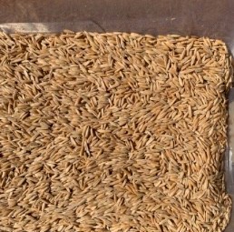 Brusher Oat Seed (Cleaned)