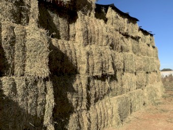 55mt Irrigated Lucerne Hay (4th Cut)