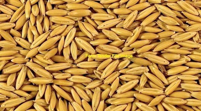20mt Dual Purpose Oats