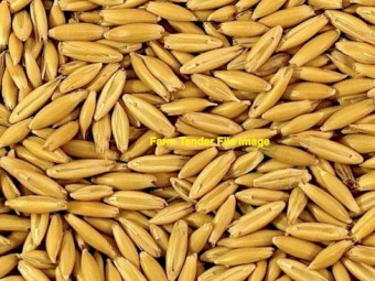 20mt Dual Purpose Oats