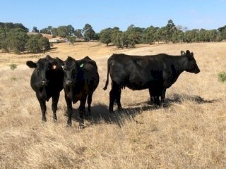 4 Angus heifers with calves at foot