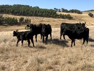 4 Angus heifers with calves at foot