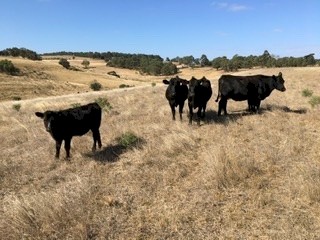 4 Angus heifers with calves at foot