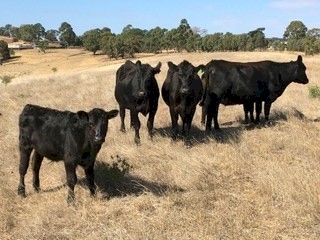 4 Angus heifers with calves at foot