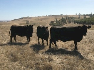3 PTIC Angus cows