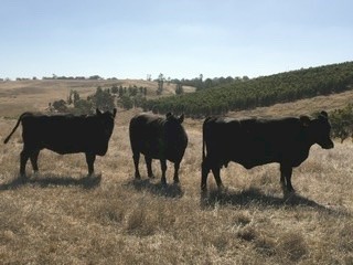 3 PTIC Angus cows