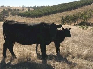 4 Angus heifers with calves at foot