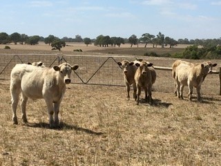 8 EU charolais angus x steers