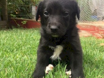 Koolie Border Collie Pups