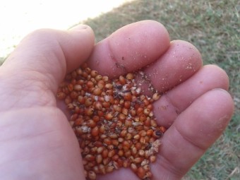 Feed Sorghum