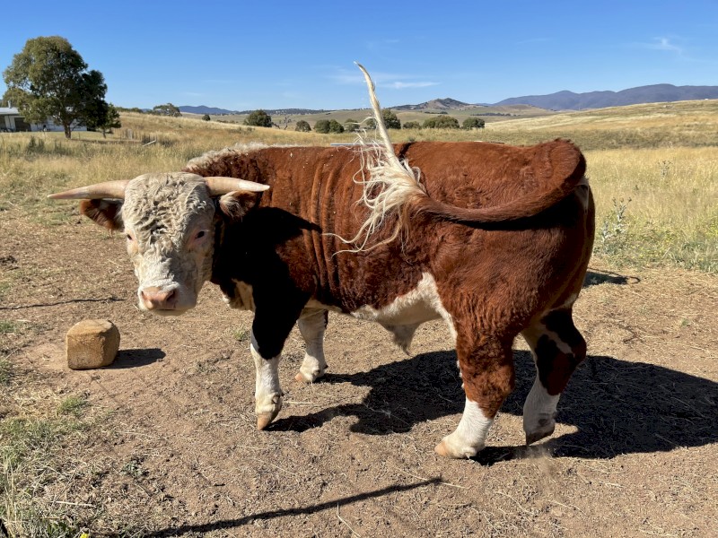 Miniature Hereford BULL 