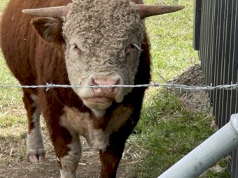 Miniature Hereford BULL 
