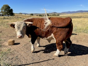 Miniature Hereford BULL 