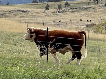 Miniature Hereford BULL 