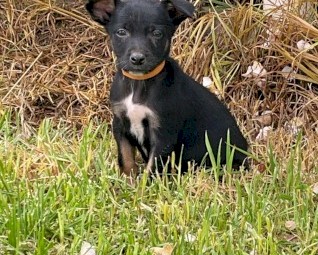 Kelpie x collie pup 