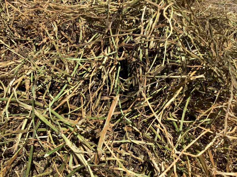 Clover and Medic hay